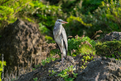 Ulleung, South Korea - 04.27.2020 - Bird on Ulleung island