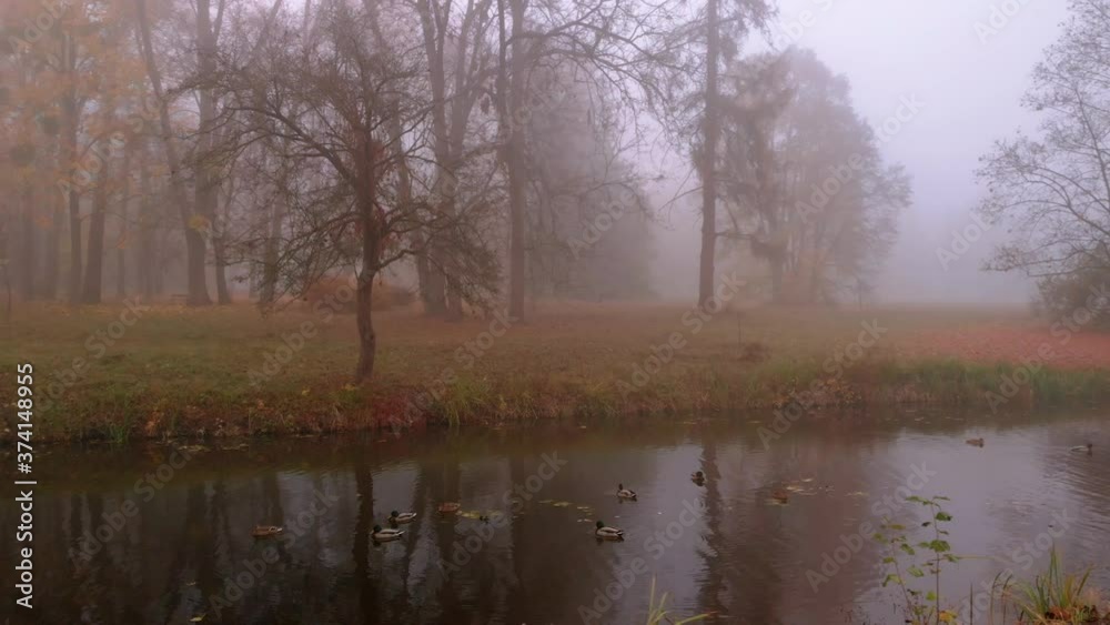 Aerial drone shot of colorful trees over small lake with ducks in fog in autumn park Aerial drone shot of colorful trees over small lake with ducks in fog in autumn park