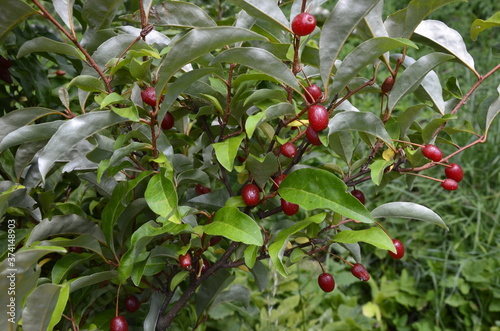 Elaeagnus multiflora (Goumi, Gumi, Natsugumi, or Cherry silverberry) photo