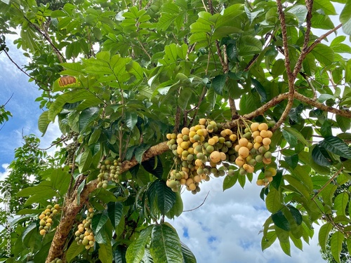 longkong fruit from green longkong tree in the garden in Thailand