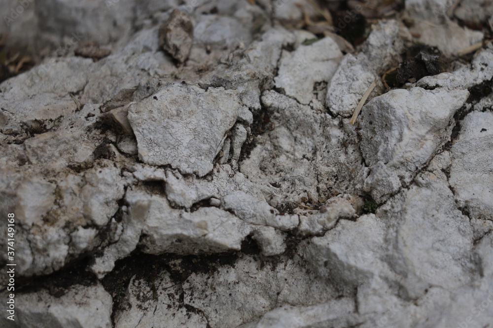 Fototapeta premium tree bark texture