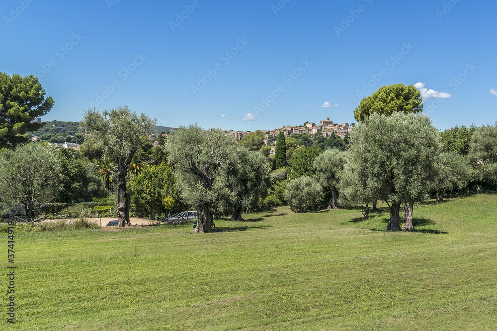 Olive grove in Cagnes-sur-Mer - commune of Alpes-Maritimes department in Provence Alpes - Cote d'Azur region, France. Cagnes-sur-Mer located between Nice and Cannes.