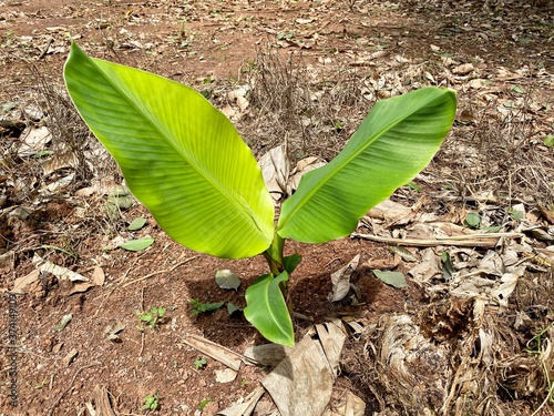 banana sprout in the garden in Thailand
