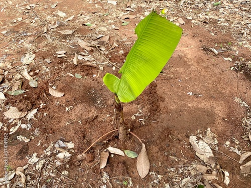 banana sprout in the garden in Thailand