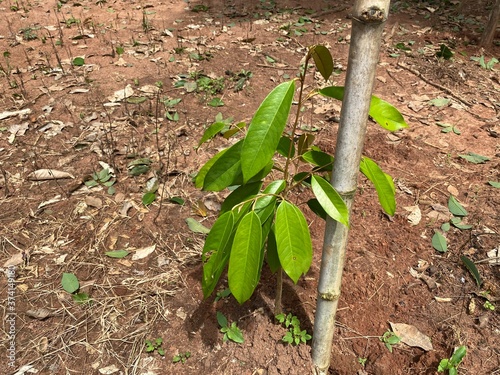 durian sprout in the garden in Thailand