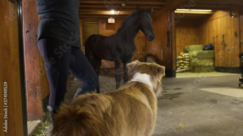 Farm dog and young horse have a cautious stare down with one another in barn