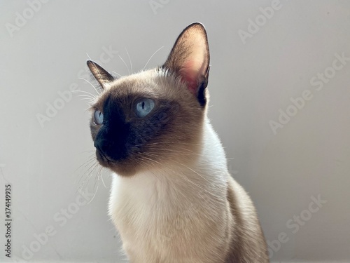 Siamese cat sit and looking
