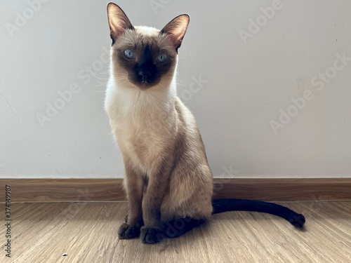 Siamese cat sit and looking © Blacknew