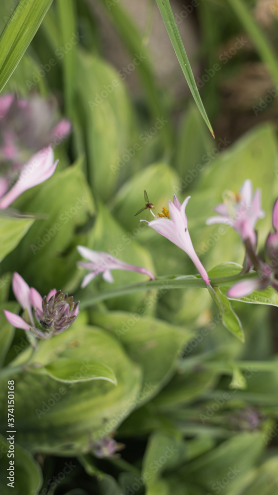 Obraz premium bee on flower