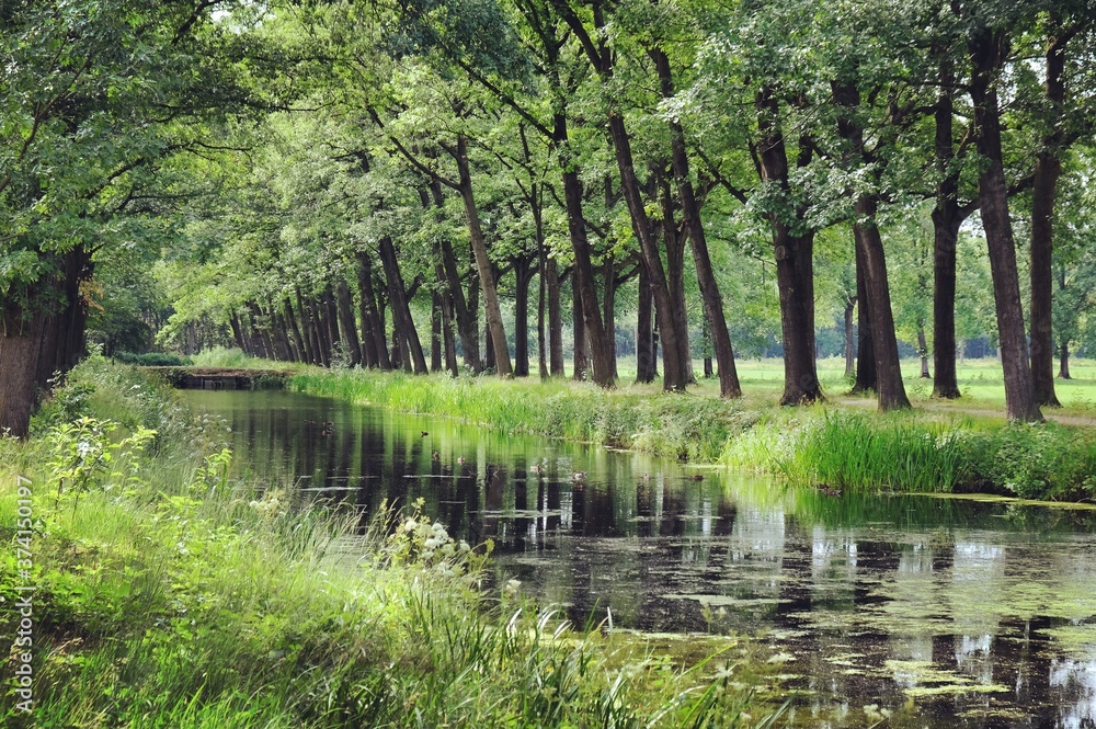 Tree lined canals in the sunlight, Griendtsveen, Netherlands Tree lined canals in the sunlight, Griendtsveen, Netherlands