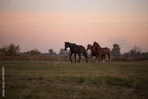 Horses are running across the field. Horse in the pasture. Evening, summer. Sunset sky.