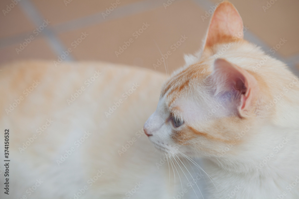 Gato blanco con ojos azules