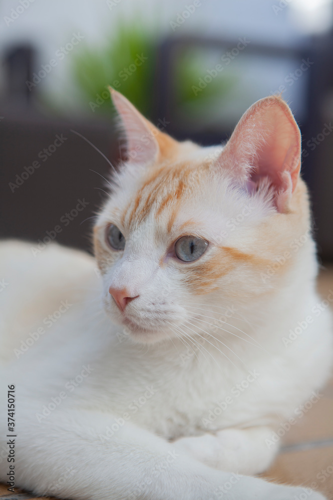 Gato blanco con ojos azules Gato blanco con ojos azules