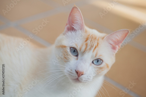 Obraz na płótnie Gato blanco con ojos azules w salonie