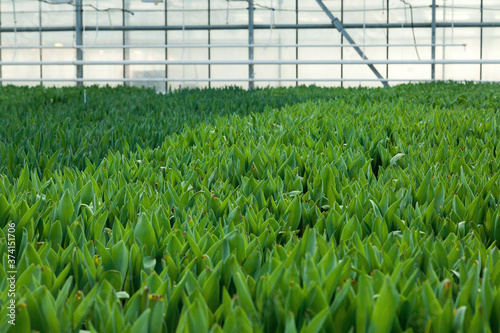 Big indsutrial greenhouse for cultivating flowers