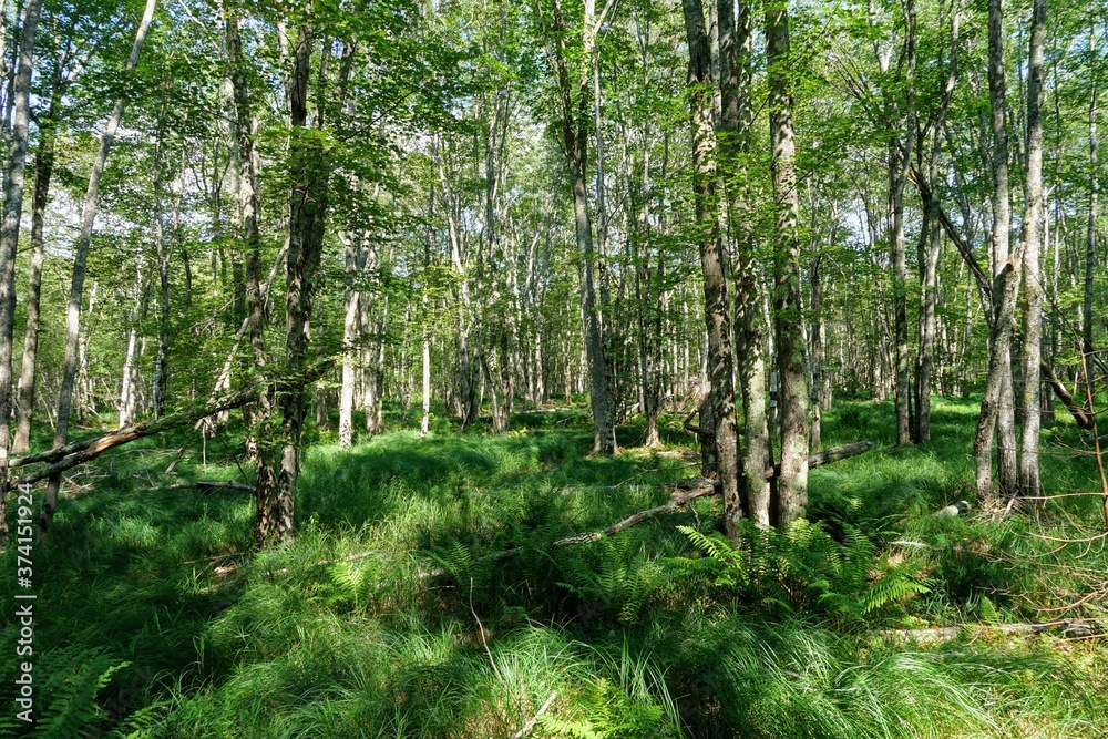 Obraz premium Tall Pine Trees in a New England Forest - Acadia Maine
