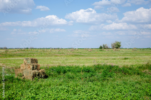 Field on a summer day