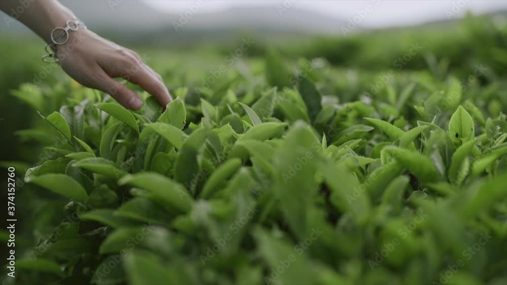 Hand touching tea leaves on the plantation Hand touching tea leaves on the plantation
