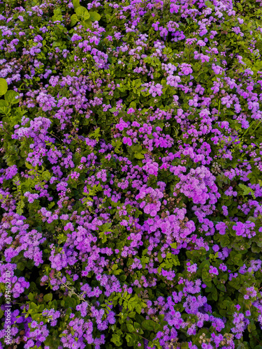 Beautiful violet flowers © Yaroslav