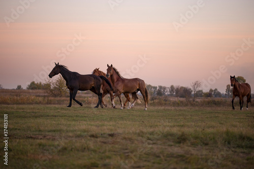 Group of horses are running across the field. Horse in the pasture. Foal among horses. Evening, summer. Purple sunset sky. © Astibuk