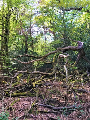 Fototapeta Naklejka Na Ścianę i Meble -  Fallen tree in green forest