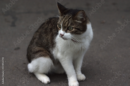affectionate domestic cat poses for a walk