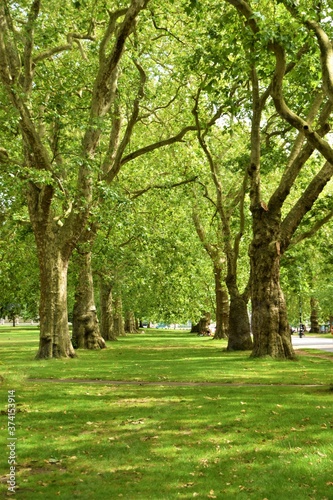 Nature detail in Hyde Park, London, United Kingdom