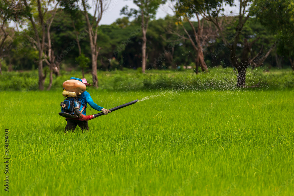 Farmers are using chemical spray tools in rice fields
Farmers are using chemical spray tools in rice fields