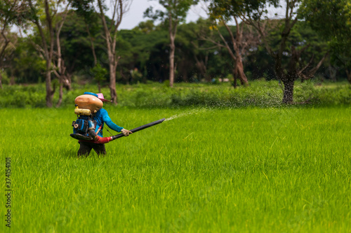  Farmers are using chemical spray tools in rice fields