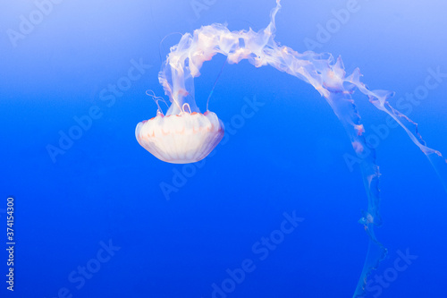 The jellyfish in aquarium