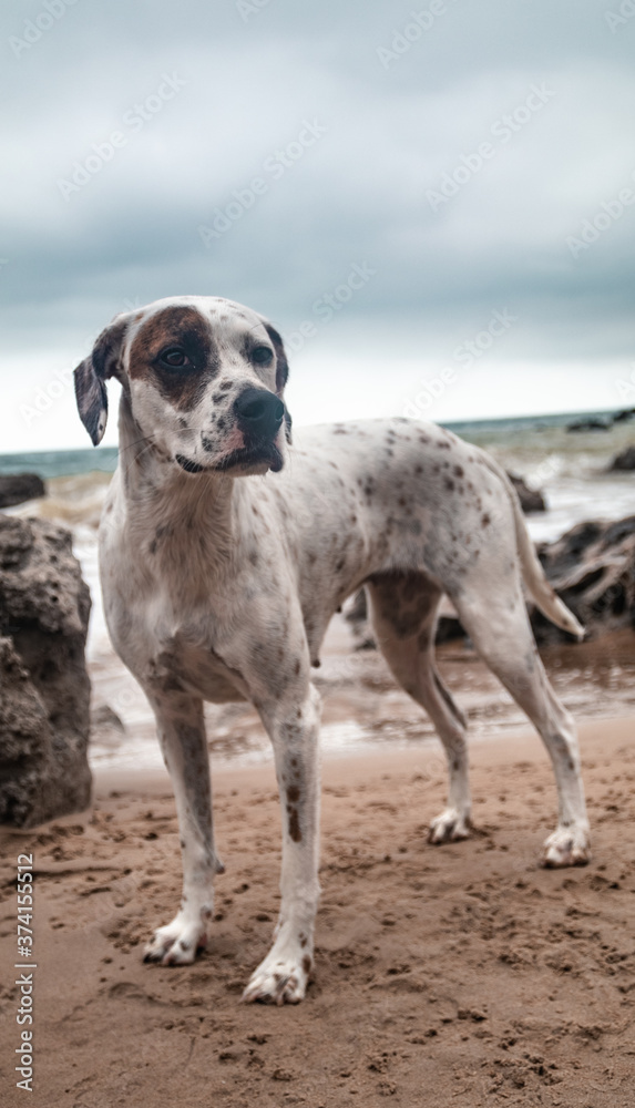 Friendly English Pointer on a peaceful rocky beach with the sea behind him on a cloudy day Friendly English Pointer on a peaceful rocky beach with the sea behind him on a cloudy day