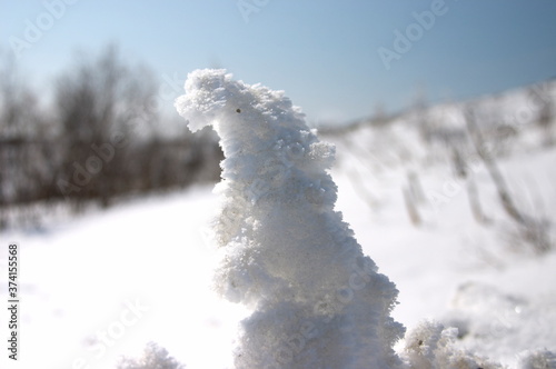 snow animal