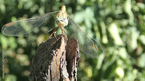 Dragonfly on a stck photo