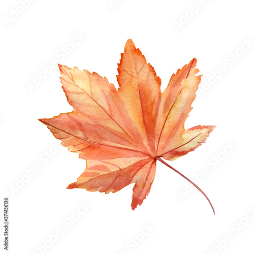 Watercolor hand painted illustration of autumn maple lleaf. Isolated element on white background. Perfect for scrapbooking, fall or thanksgiving greeting cards or invitations design.