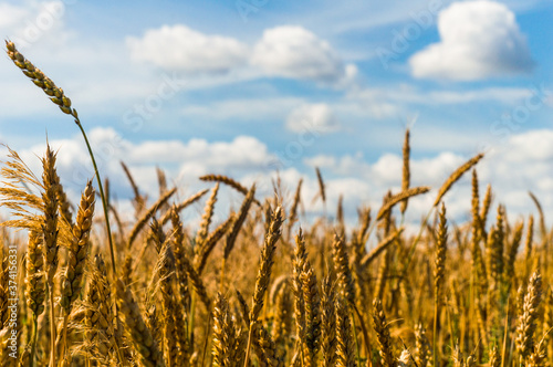 Golden rye on a blue cloudy sky background. High quality photo