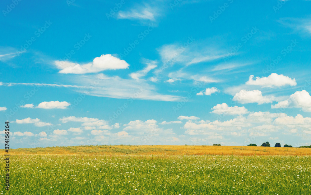 Sunny meadow landscape, distance plan, a smooth transition of color. High quality photo Sunny meadow landscape, distance plan, a smooth transition of color. High quality photo