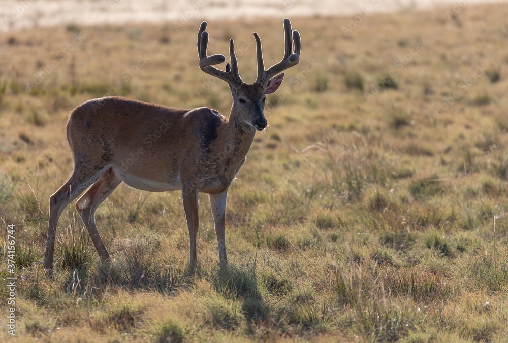 Fototapeta premium Whitetail Deer Buck in Velvet in Summer in Colorado