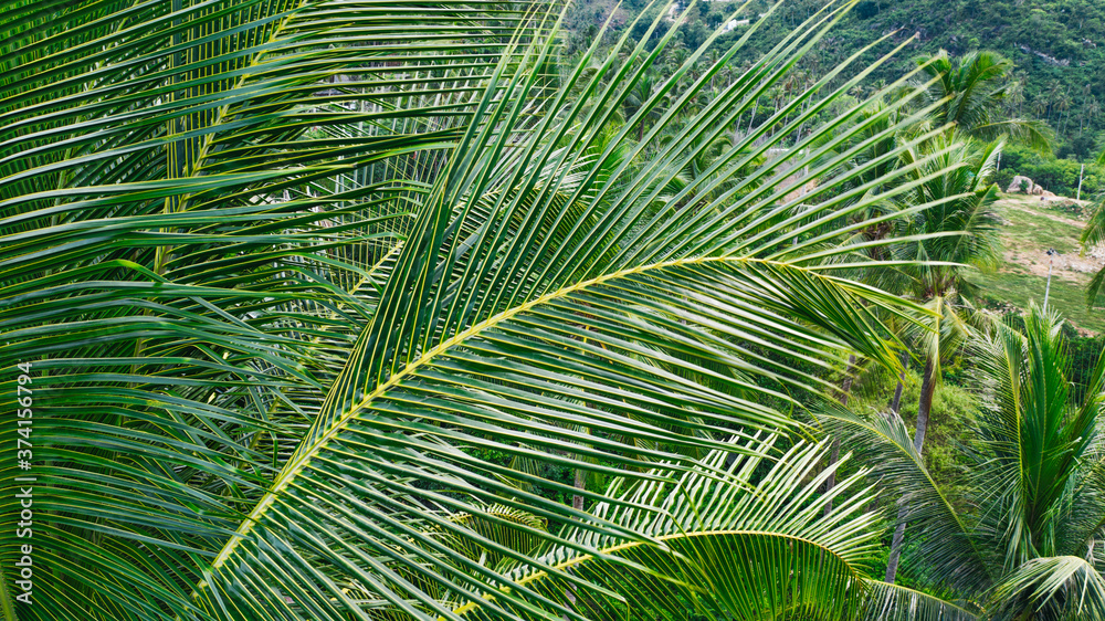 Aerial view of beautiful nature environment, lush green palm trees growing on a slope. Tropical vegetation Aerial view of beautiful nature environment, lush green palm trees growing on a slope. Tropical vegetation