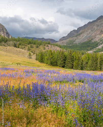 Field of blue flowers against the background of mountains, Altai Mountains