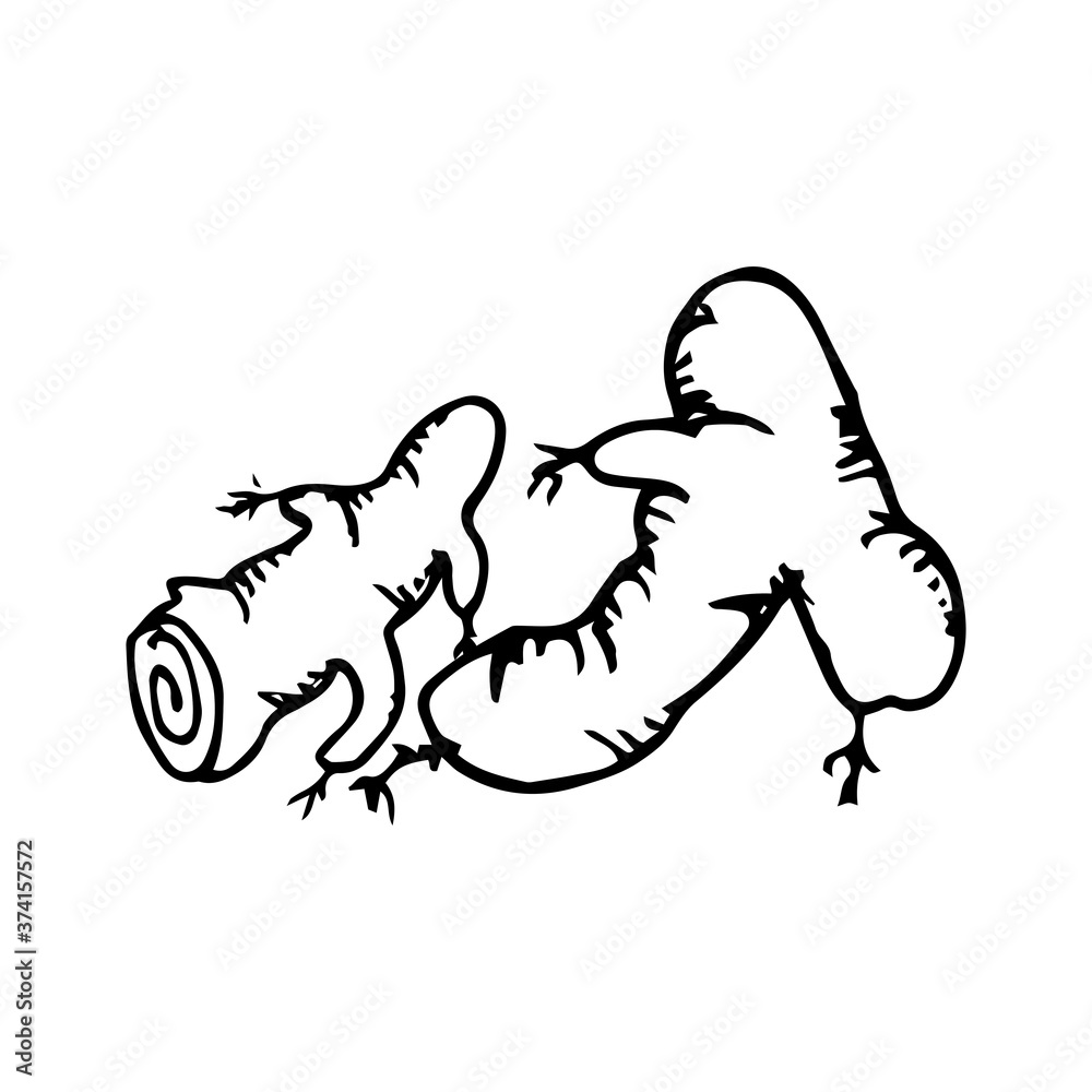 Fototapeta premium Ginger icon vector hand drawn