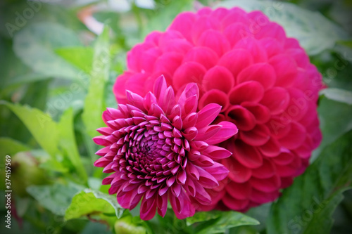 Hot pink 'Franz Kafka' pompon dahlia