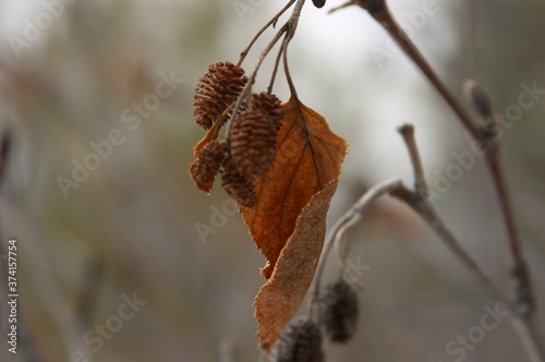 autumn leaves on a tree