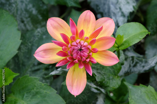 Orange and pink  Kilburn rose  decorative dahlia flowers..