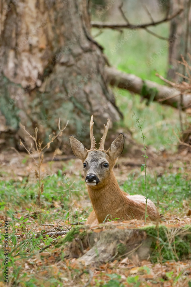 western roe deer lying down in the forest western roe deer lying down in the forest