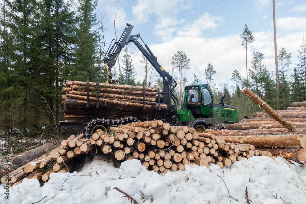Fototapeta premium industrial harvester collects logs in deforestation site