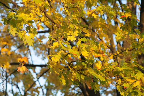 Maple leaves autumn background