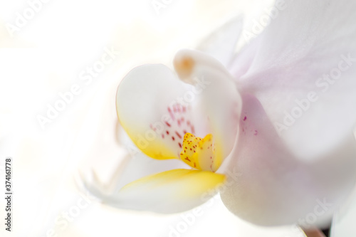 fiore di orchidea su sfondo bianco