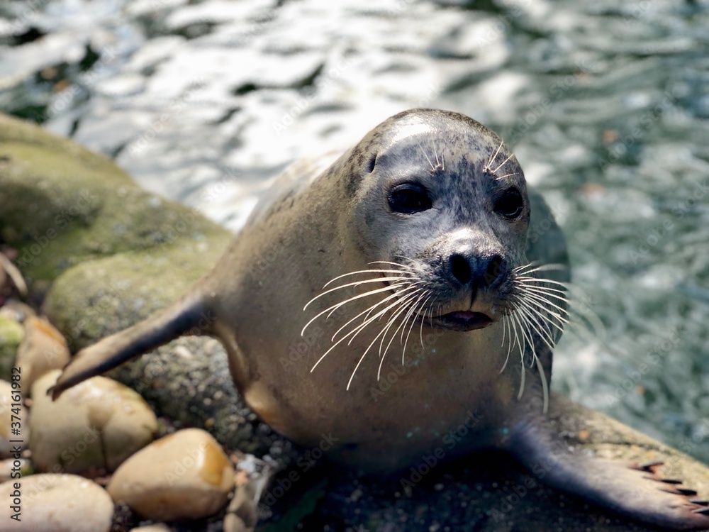 Fototapeta premium Robbe im Zoo