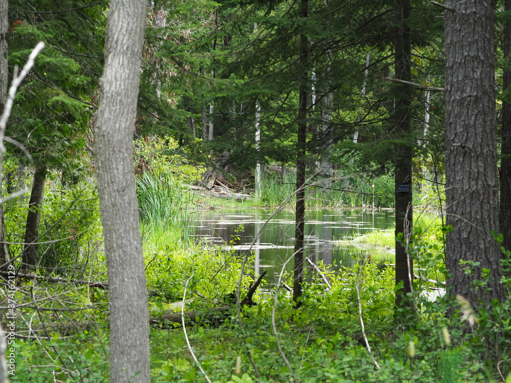 Obraz premium Beautiful and Lush Swamp in Summer, Ontario Canada