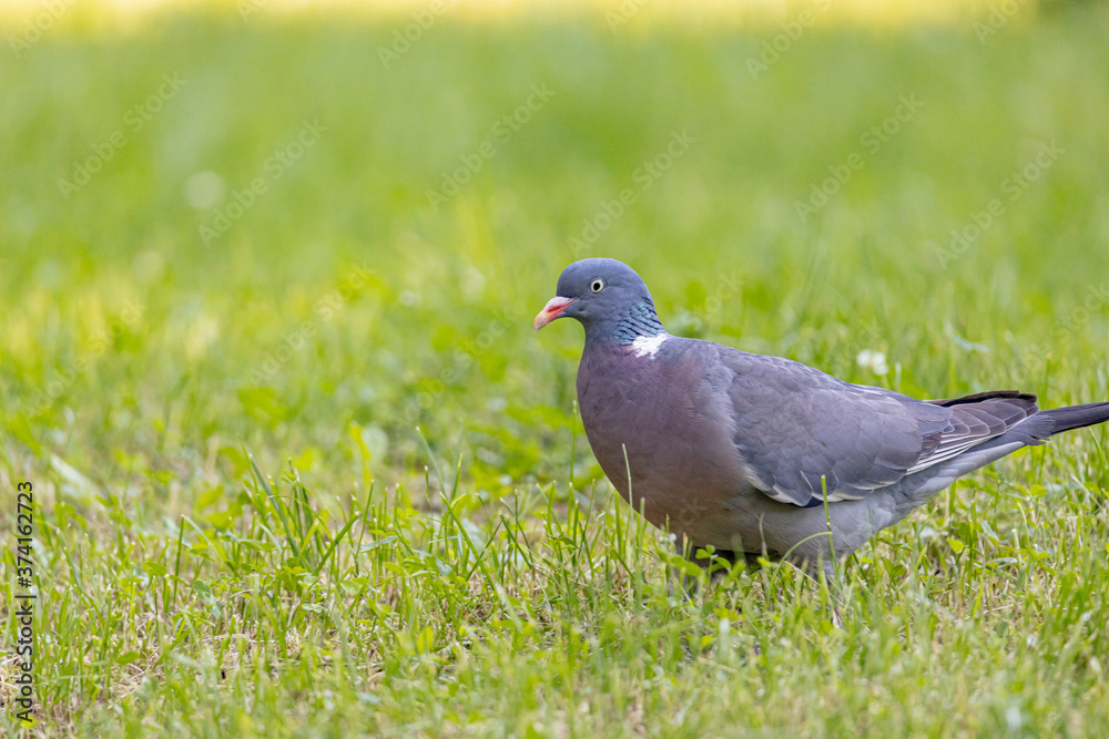 Wood pigeon building a nest. Gathering nest material on a vivid springtime grass. Wood pigeon building a nest. Gathering nest material on a vivid springtime grass.